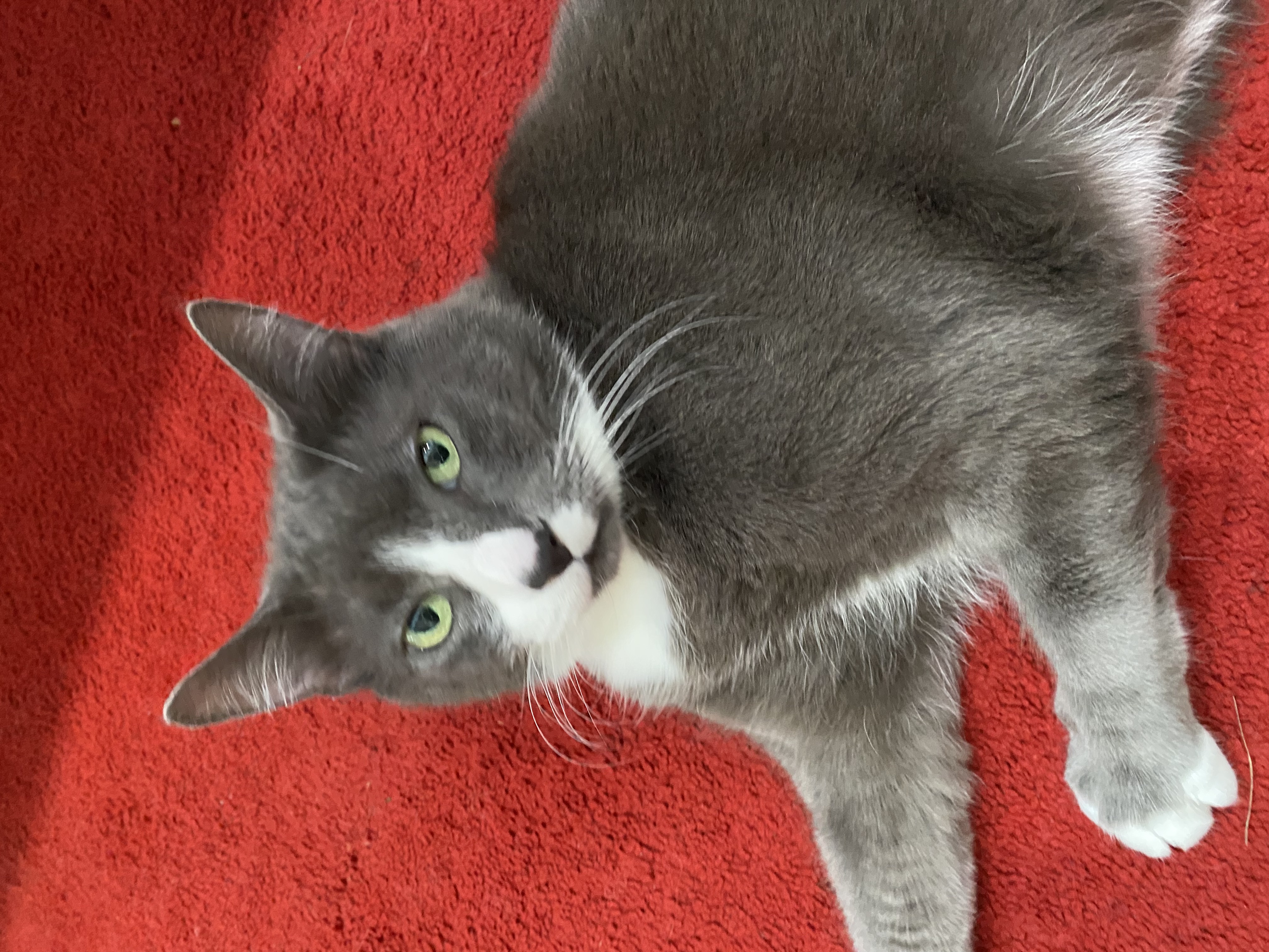 grey cat on red carpet, looking at you slightly quizzical.