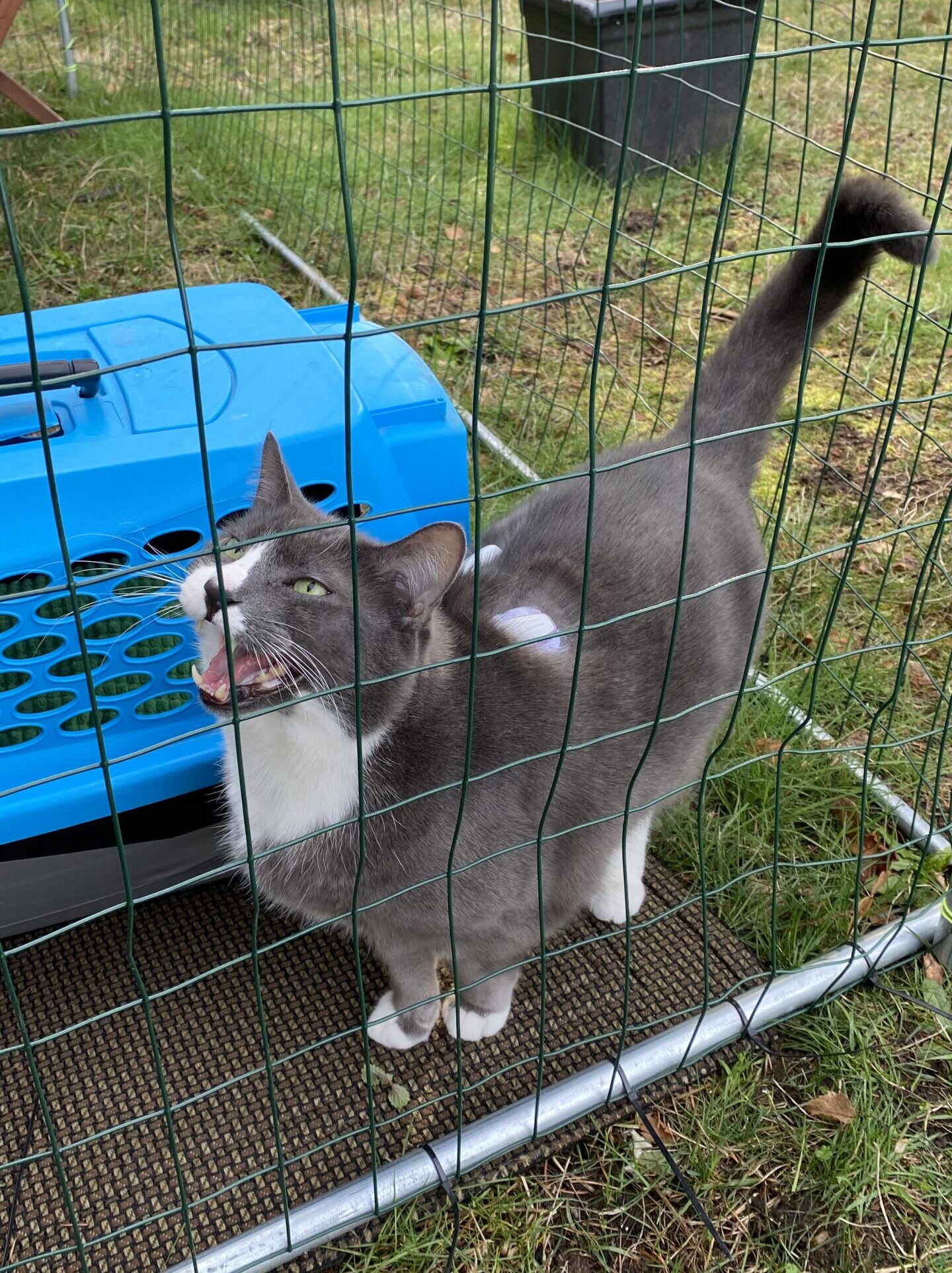 Grey cat in an outside enclosure - a "Catio", meouwing. Cat has a Continuous Blood Glucose monitor and an Omnipod insulin pump.