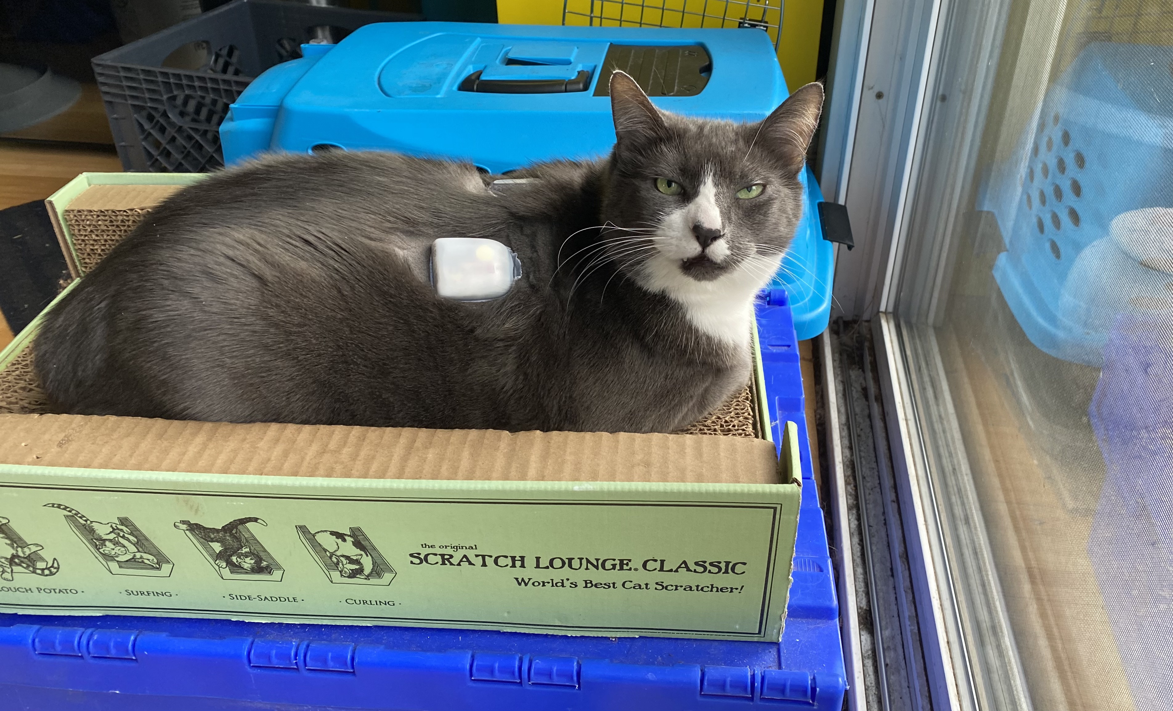 grey cat with insulin pump and CGM, relaxed in his Scratchy Box in front of a window, looking at you.