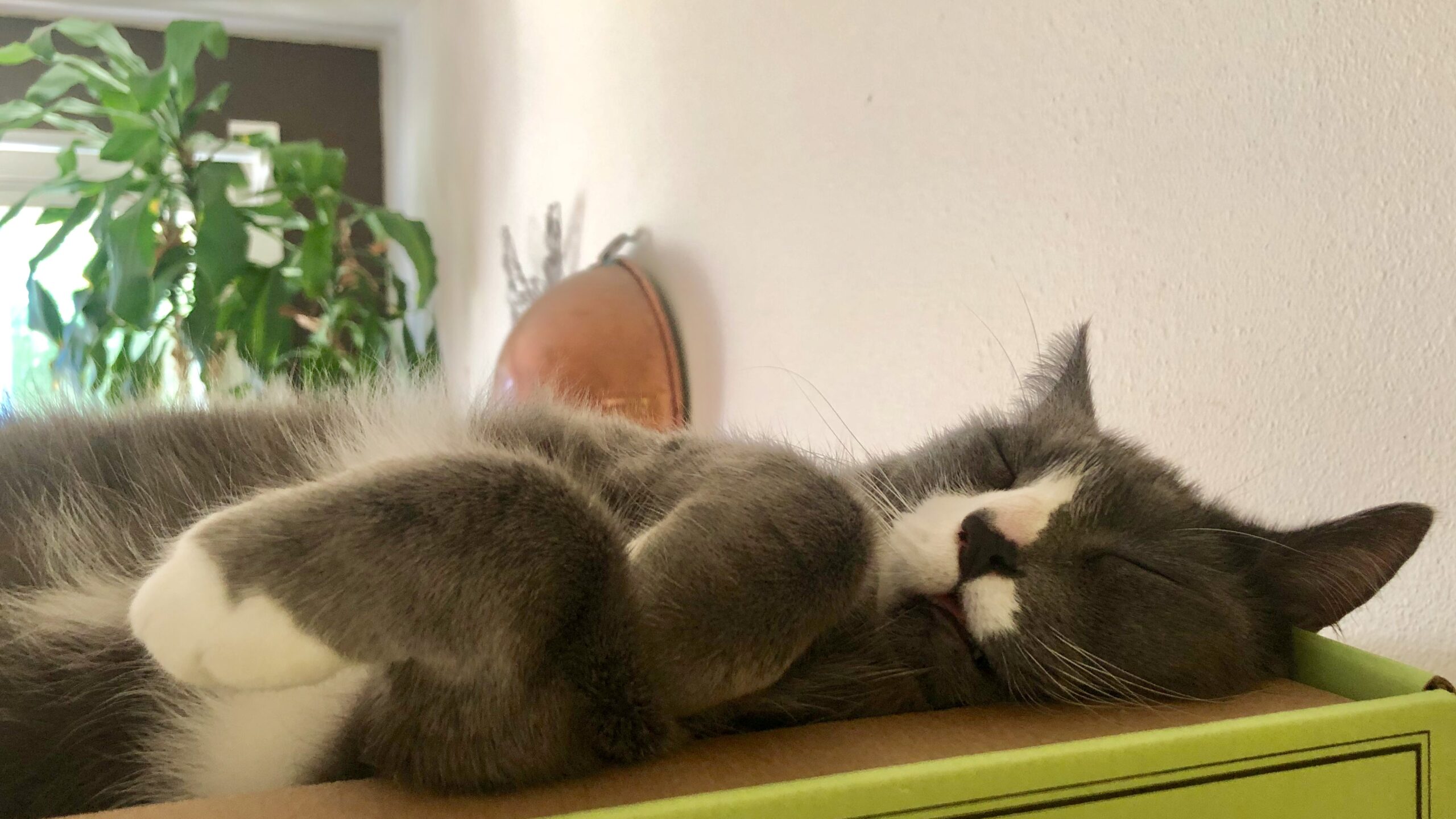 grey tuxido cat relaxing